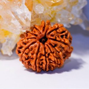 10 mukhi Rudraksha Lab certified Siddh Abhimanit