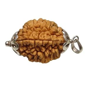 Two Mukhi Rudraksha (Certified) - Natural Seed for Moon (Chandra) Graha Peace
