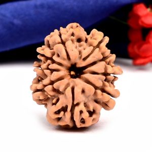 9 Mukhi rudraksha Lab certified Siddh Abhimantrit