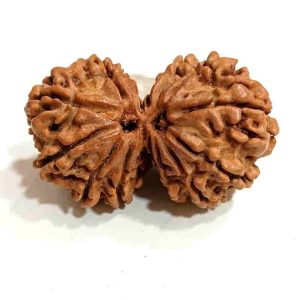 Gauri Shankar Rudraksha Lab Certifed Siddh Abhimantrit