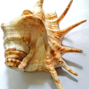 Panchmukhi (5 Mukhi) Blowing Shankh