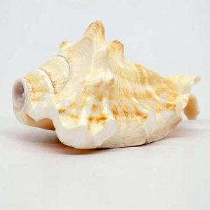 5 Mukhi Blowing Shankh Conch seashell for puja purpose