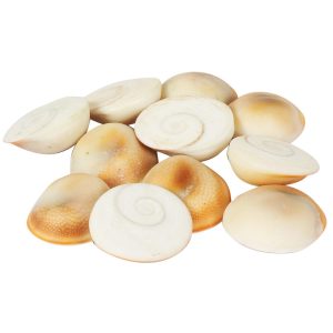 Original Gomti Chakra for Wealth & Prosperity (Set of 11)