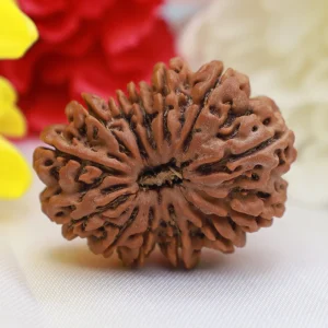 Original 13 Mukhi Nepali Rudraksha - Lab Certified & Energized